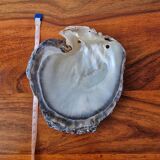 Vintage pearl oyster shell