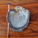 Vintage pearl oyster shell