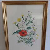 Botanical illustration of poppy