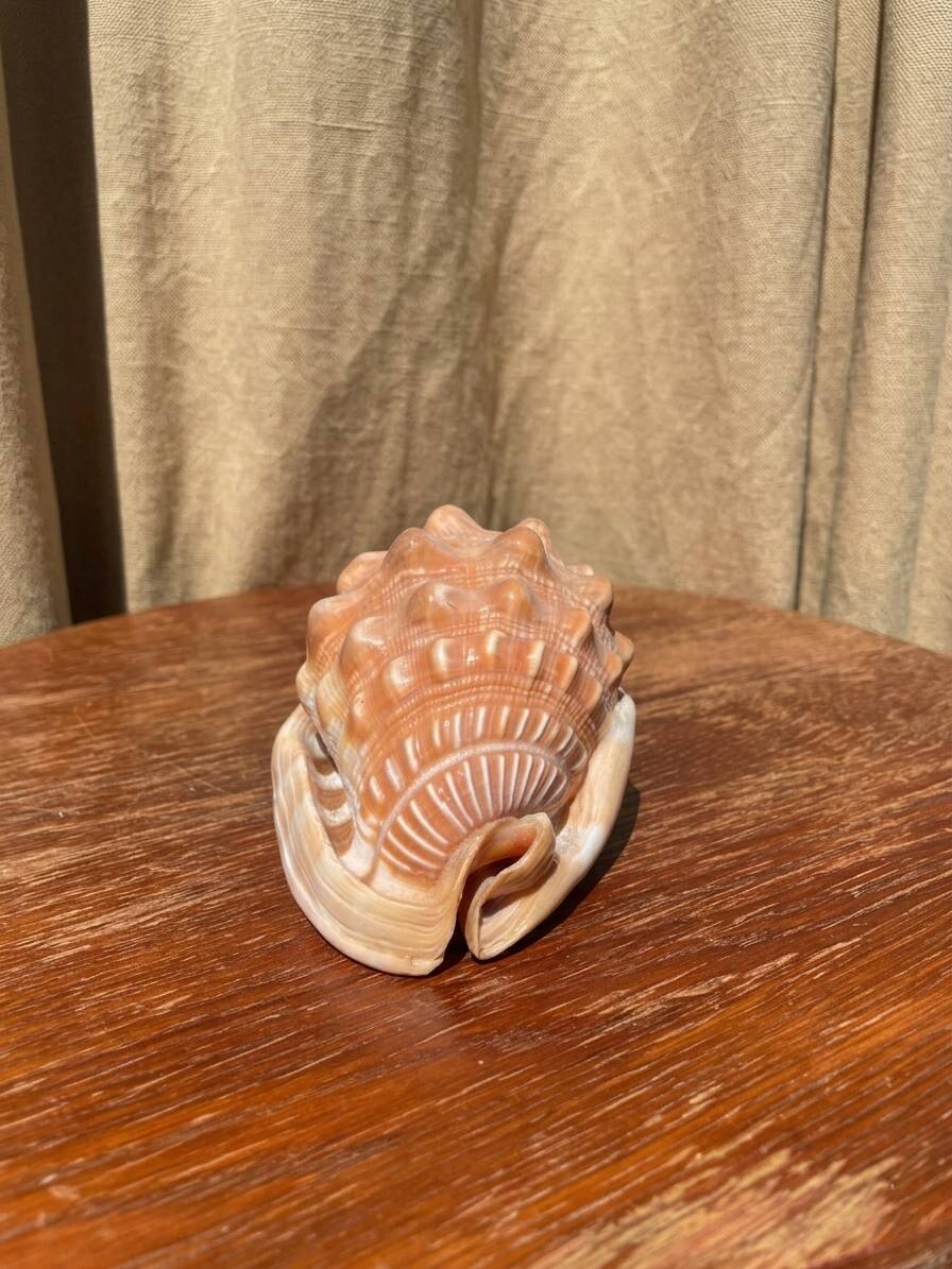 Great shell (Cypraecassis rufa)