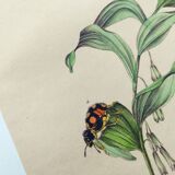 Antique engraving from 1839 - Polygonatum Insects - Hand-colored plate