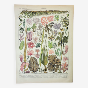 Gravure ancienne 1898, Algues, plante marine, flore • Lithographie, Planche originale