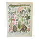 Old engraving 1898, Algae, marine plant, flora • Lithograph, Original plate