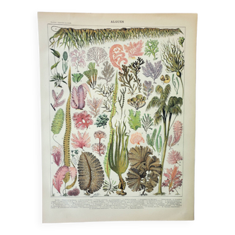 Old engraving 1898, Algae, marine plant, flora • Lithograph, Original plate