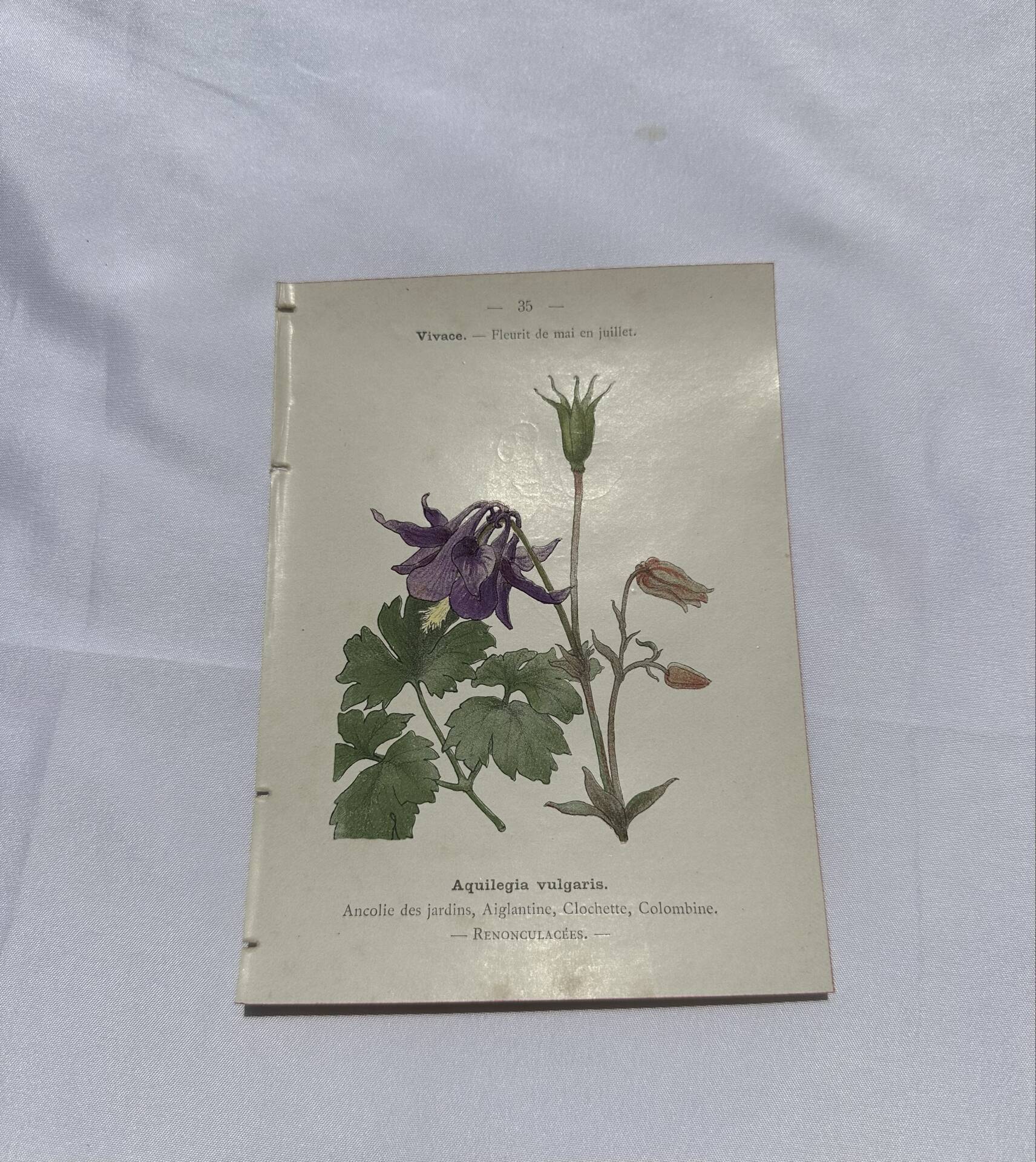 Gravure botanique 1800 double face planche naturaliste fleur de France