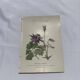 Gravure botanique 1800 double face planche naturaliste fleur de France