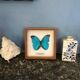 Butterfly frame