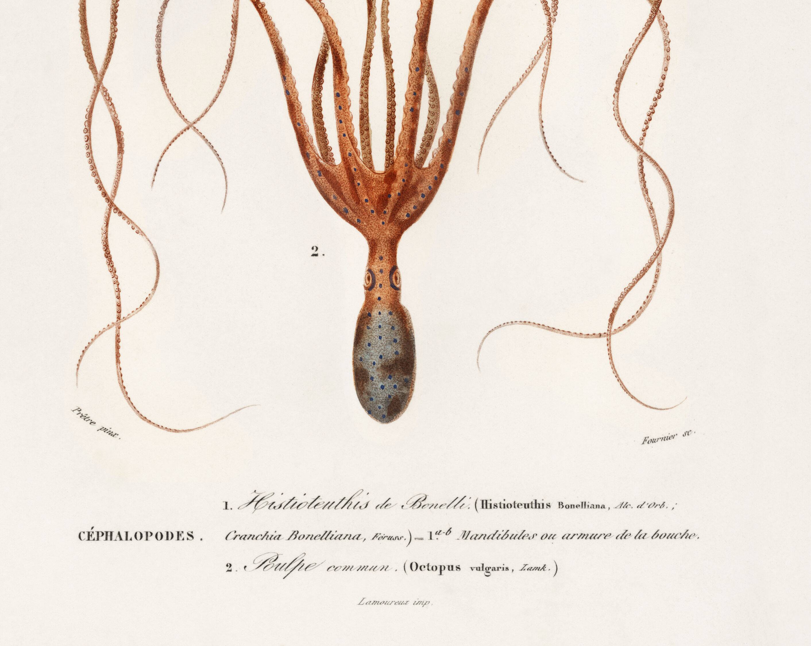 Poster about squid and common octopus, based on an old engraving