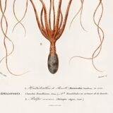 Poster about squid and common octopus, based on an old engraving