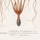Poster about squid and common octopus, based on an old engraving