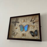 Butterfly framework naturalist entomology
