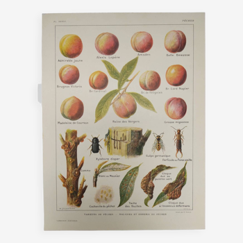 Original engraving from 1922 - Peach - Botanical plate of Orchard, peach fruit