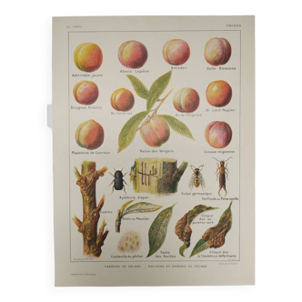 Original engraving from 1922 - Peach - Botanical plate of Orchard, peach fruit