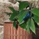 Rattan plant pot