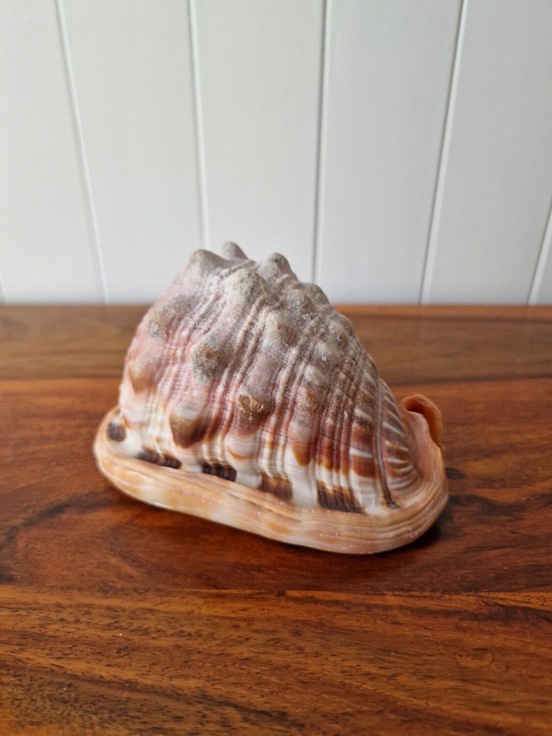 Blackcurrant Rufa shell 1970s
