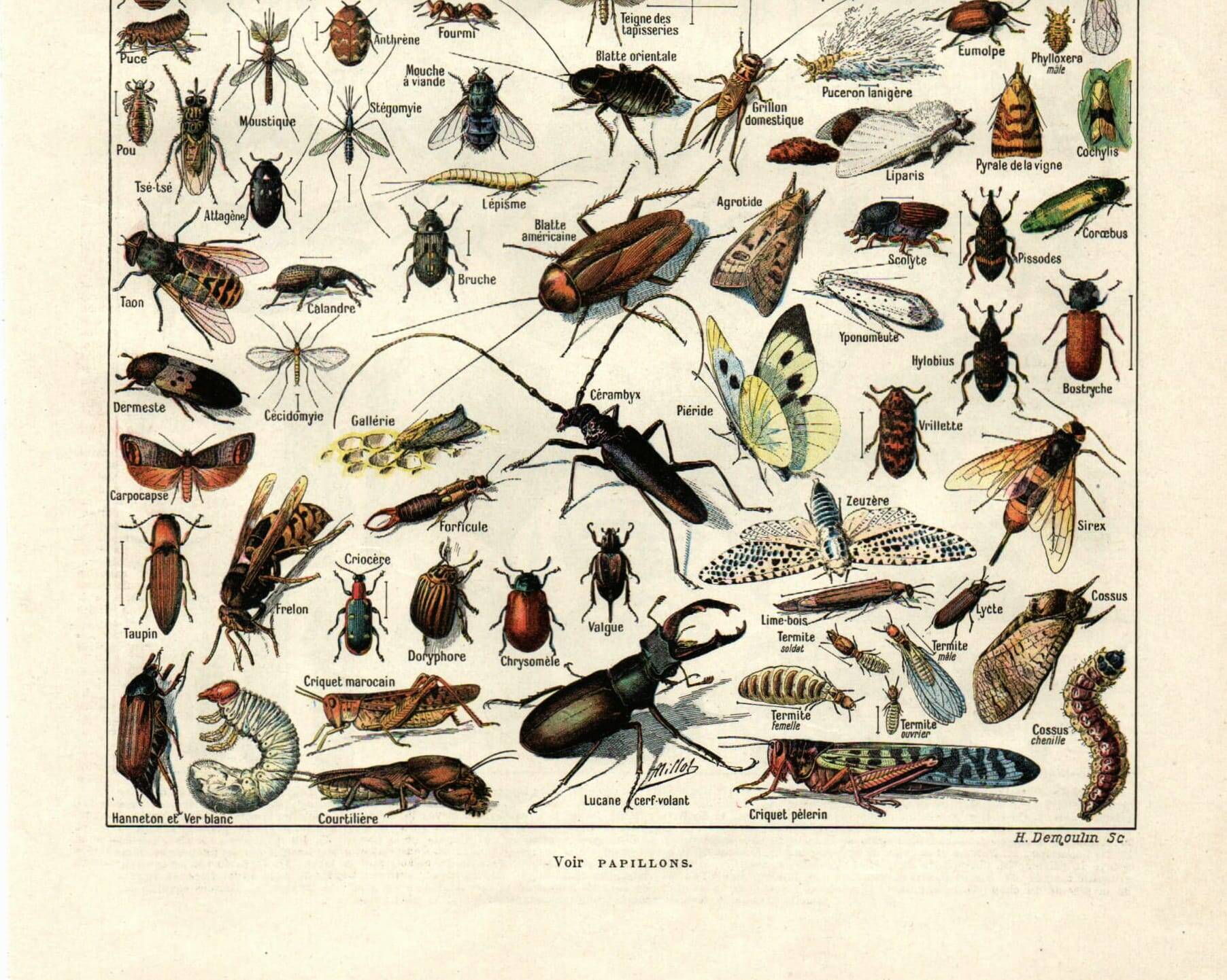 Gravure ancienne - 1923 - Insectes utiles et nuisibles par A. Millot