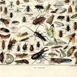 Gravure ancienne - 1923 - Insectes utiles et nuisibles par A. Millot