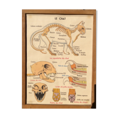 Vintage school poster two-sided, chat & pork 1960