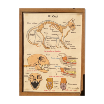 Vintage school poster two-sided, chat & pork 1960
