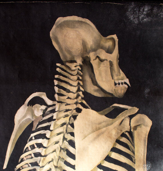 Graphic poster "Chimp" from Jung-Koch-Quentell 1923