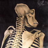 Graphic poster "Chimp" from Jung-Koch-Quentell 1923