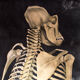Graphic poster "Chimp" from Jung-Koch-Quentell 1923