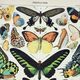 Engraving • Exotic butterflies, insects • Original and vintage poster from 1898