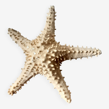 Etoile de mer cabinet de curiosité 33 cm