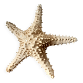 Starfish cabinet of curiosities 33 cm