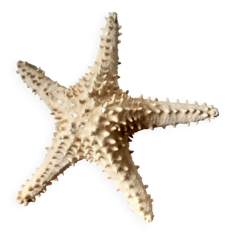 Starfish cabinet of curiosities 33 cm
