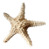 Starfish cabinet of curiosities 33 cm