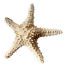 Starfish cabinet of curiosities 33 cm