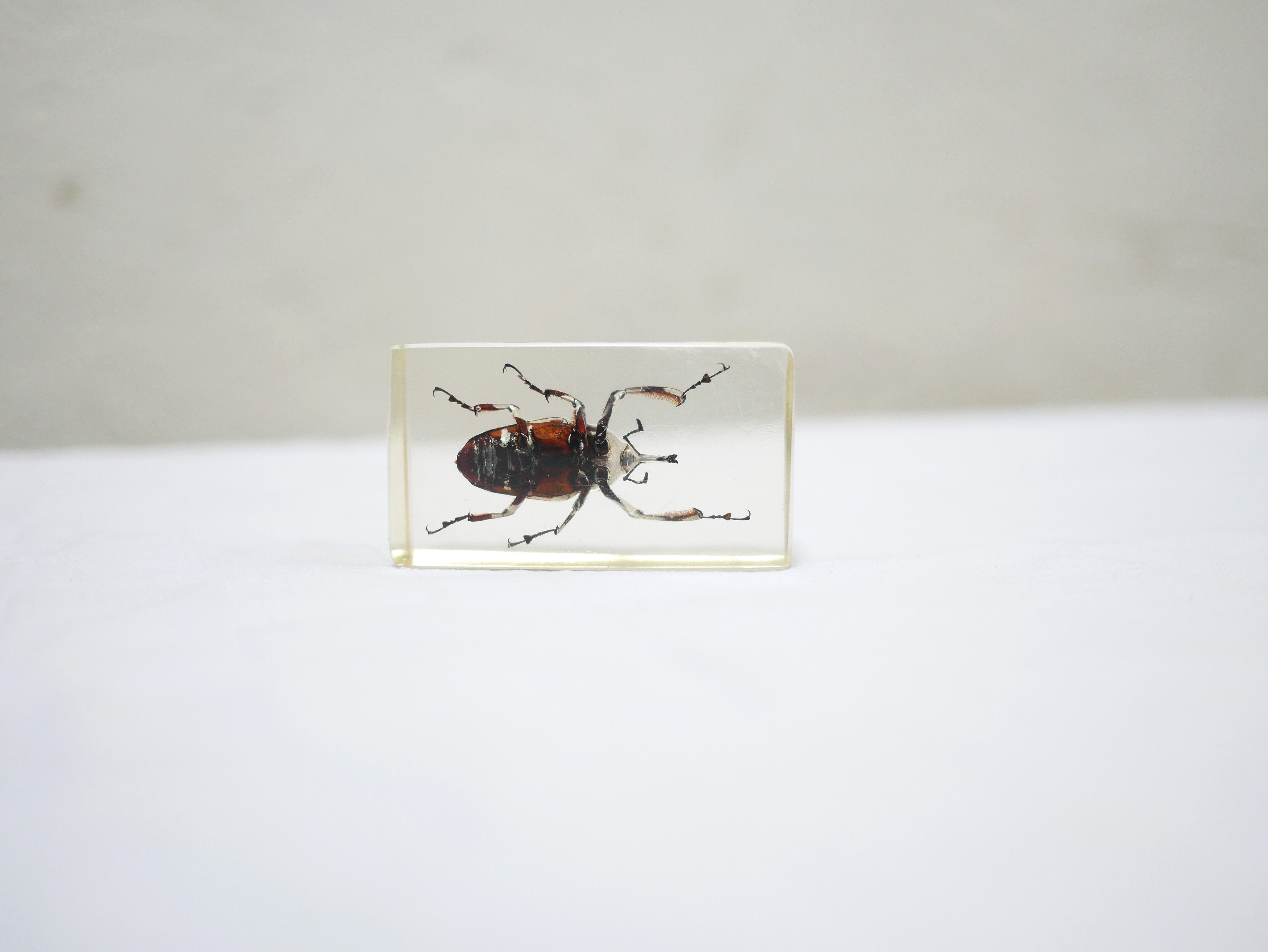 Vintage resin insect