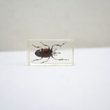 Vintage resin insect