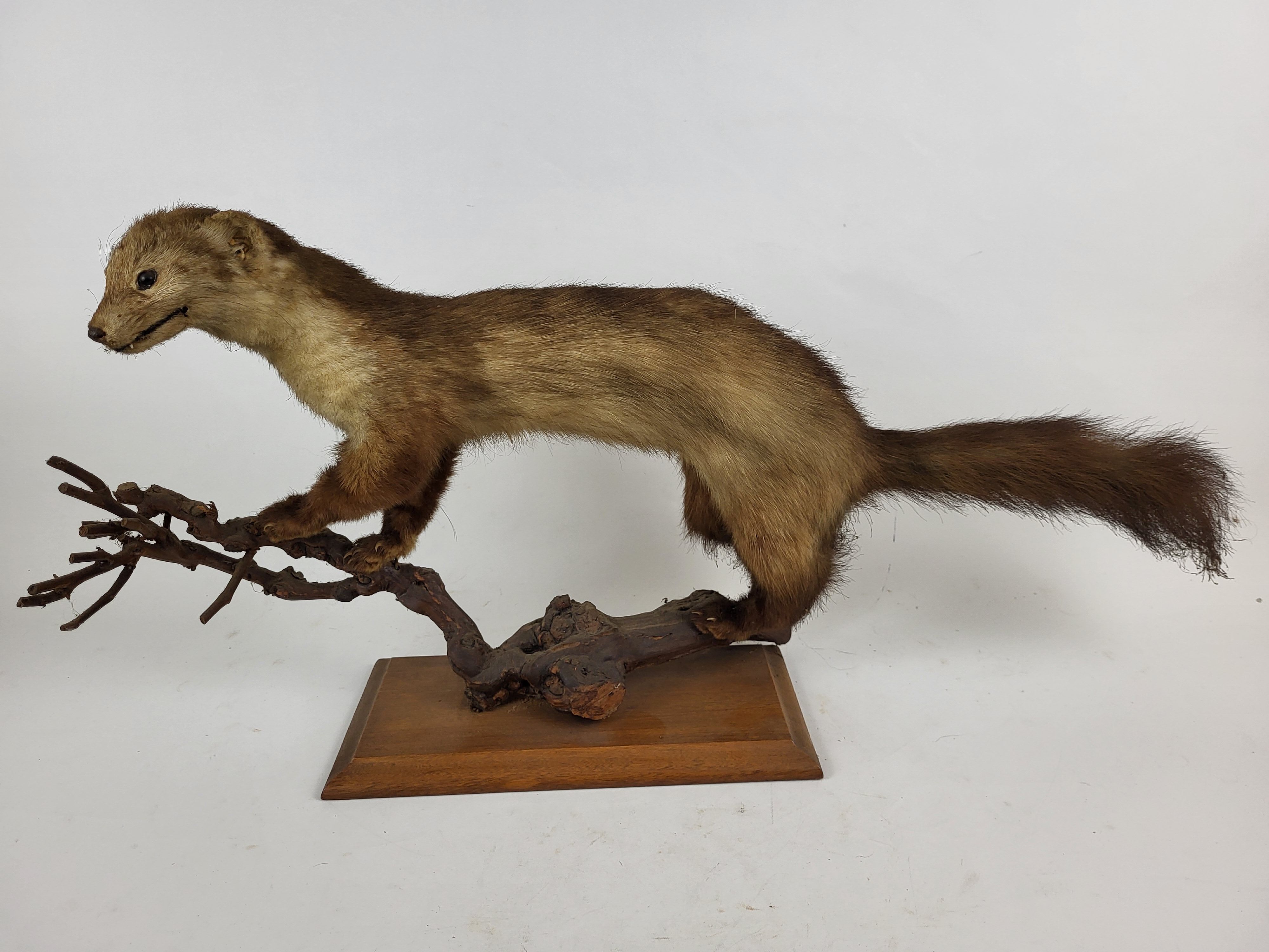 Poisson-globe naturalisé sur socle - Taxidermie - Curiosité
