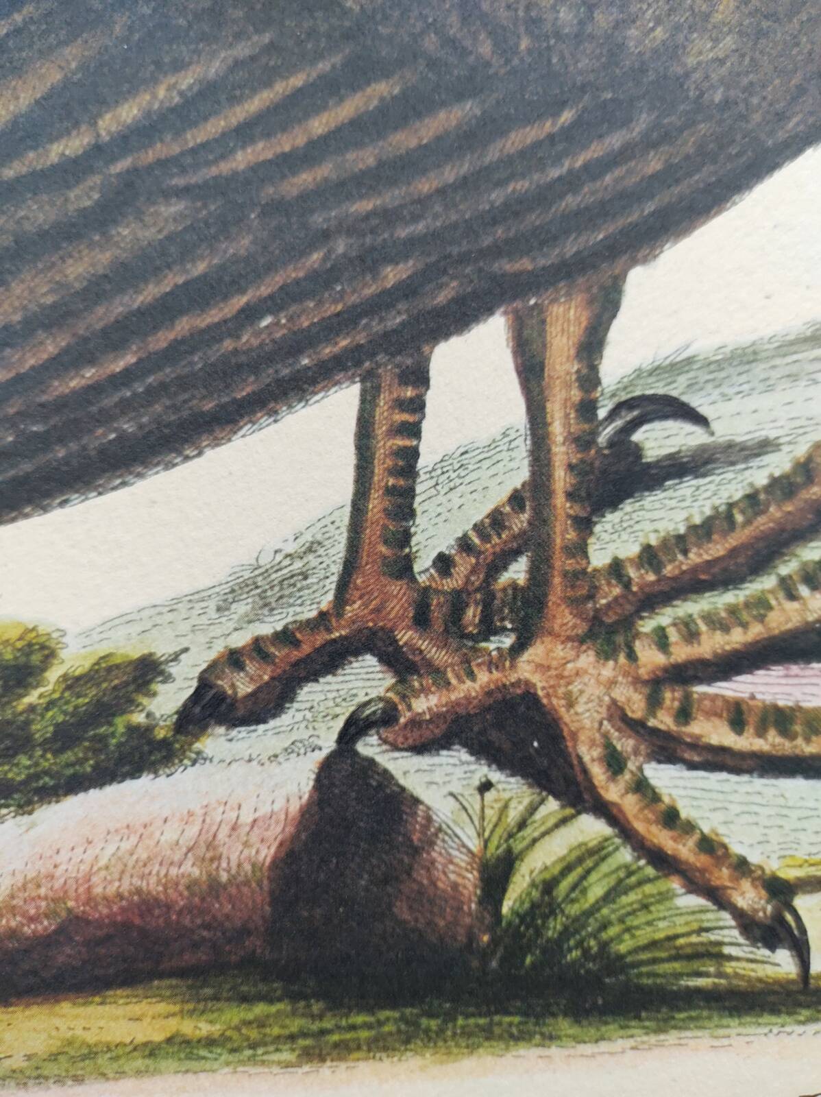 Illustration from 1973 - Peafowl Buzzard - Bird fauna plate