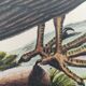 Illustration from 1973 - Peafowl Buzzard - Bird fauna plate