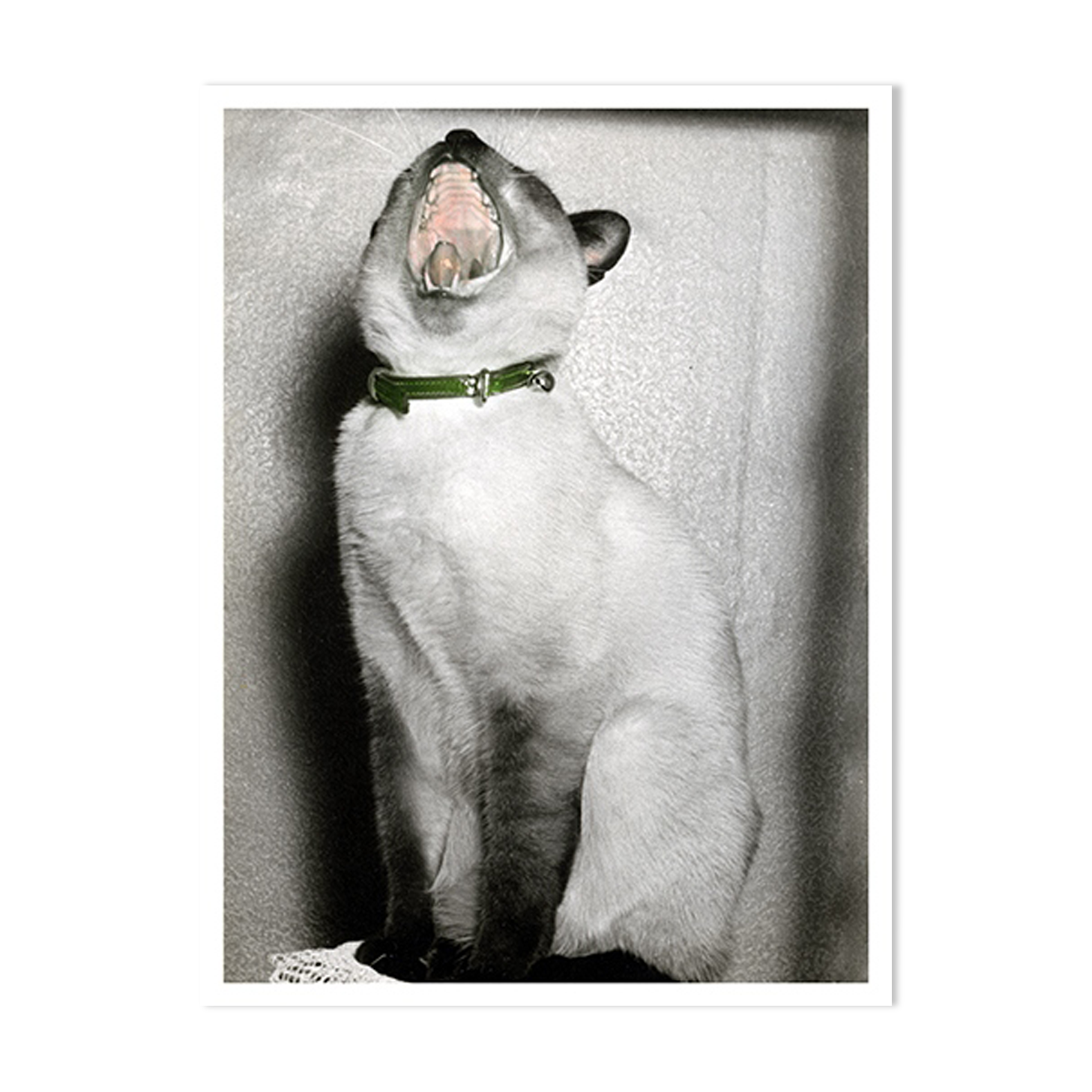 Le fauve, painted photograph