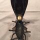 Cendrier mouche en bronze
