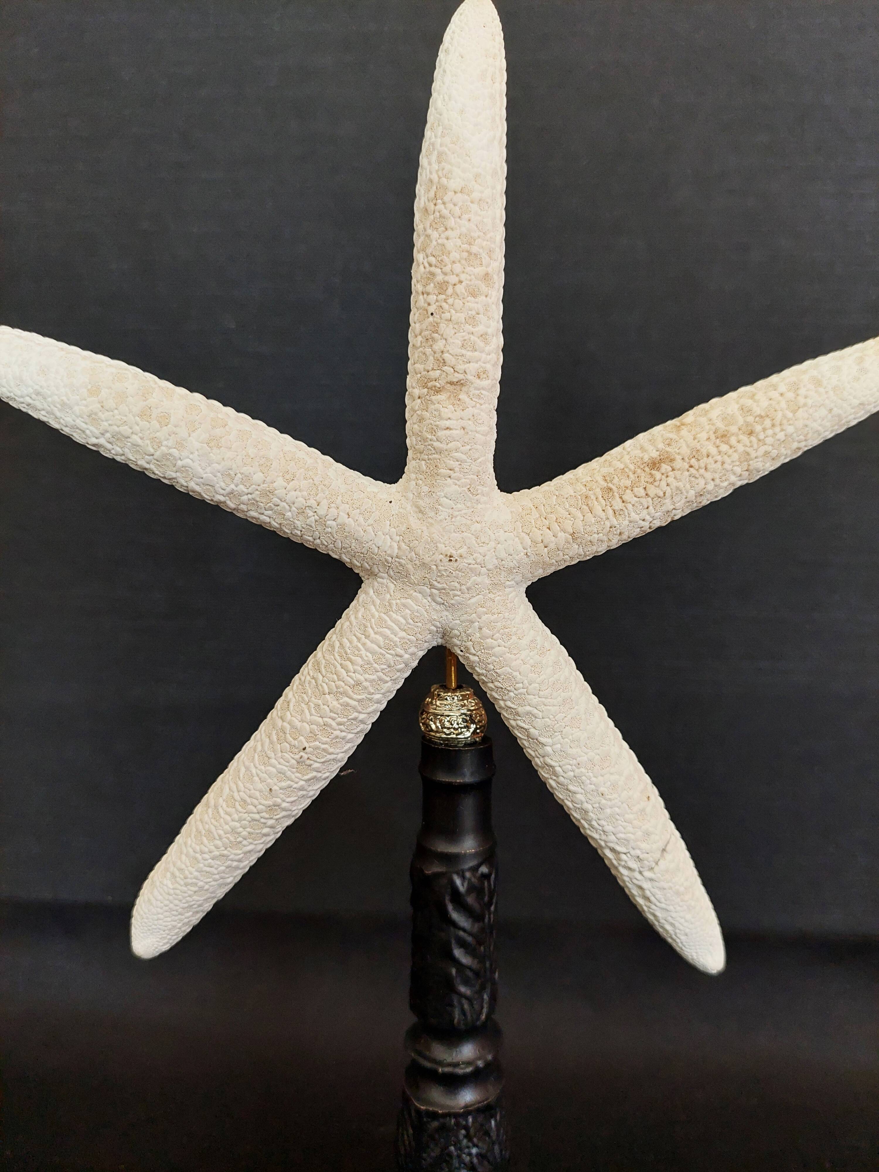 Cabinet of Curiosities white starfish linckia laevigata on base