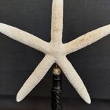 Cabinet of Curiosities white starfish linckia laevigata on base