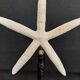 Cabinet of Curiosities white starfish linckia laevigata on base