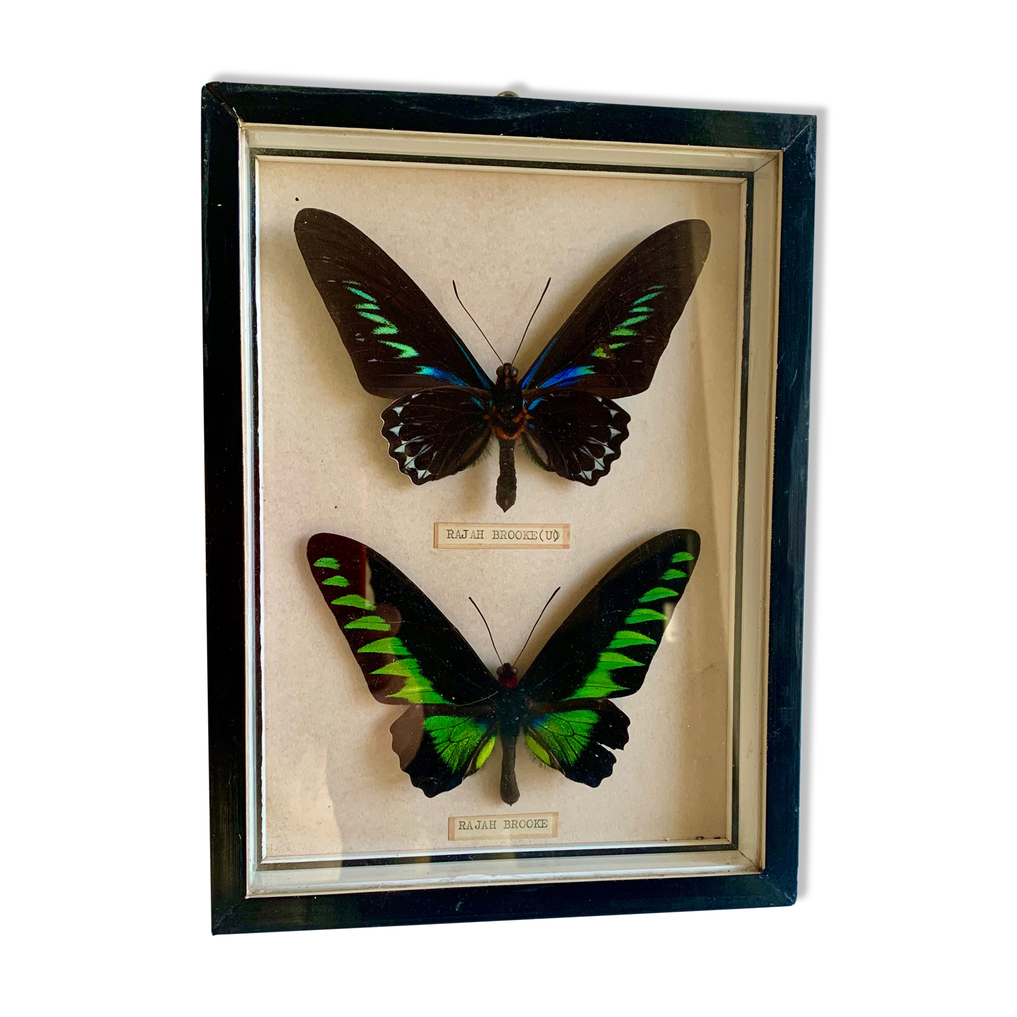 Framed Butterfly, 1960s