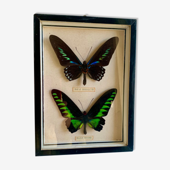 Framed Butterfly, 1960s