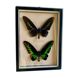 Framed Butterfly, 1960s