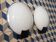 Paires d'appliques Disco Thorn Ø35cm