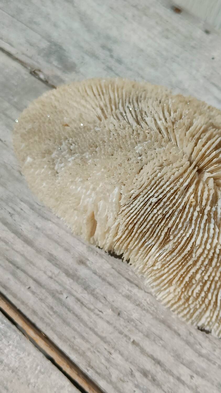 Vintage coral fungia