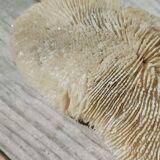 Vintage coral fungia