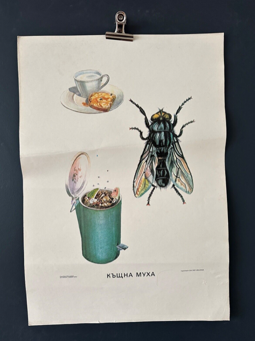 Fly insects poster 1970's university school learning educational poster
