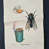 Fly insects poster 1970's university school learning educational poster